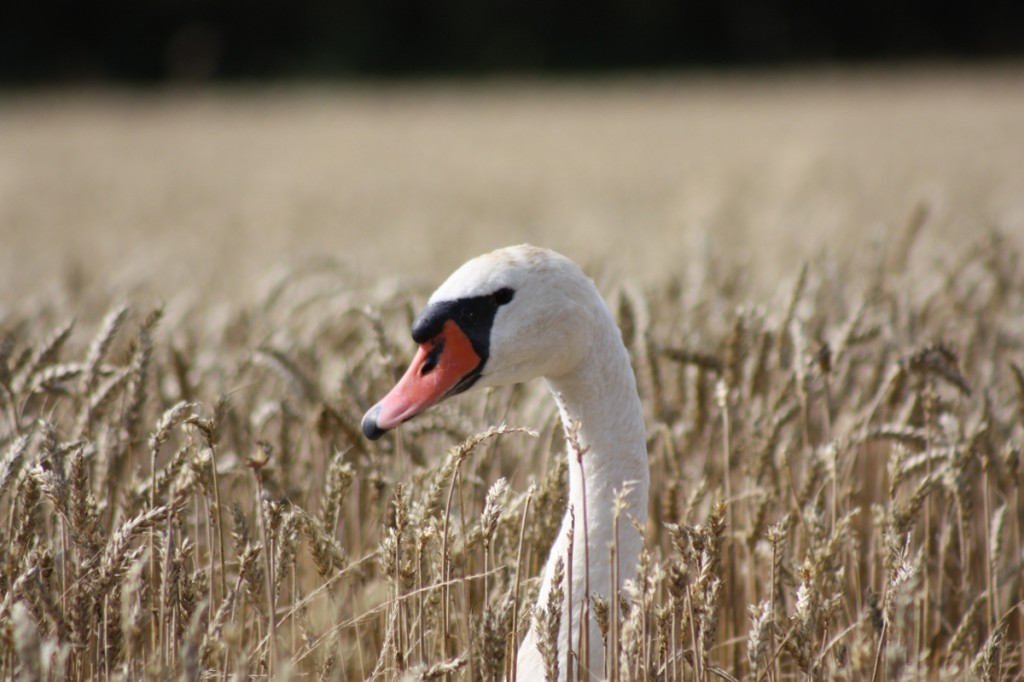 Schwan frißt Ähren ab im Wörlitzer Park